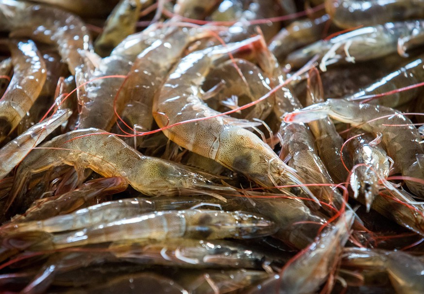 CRIMEA, RUSSIA - OCTOBER 21, 2020: A fresh catch of shrimps raised and harvested at the Ellas shrimp eco-farm on the grounds of the Rybkolkhoz Imeni Krasnykh Partizan Collective Fish Farm named after  ...