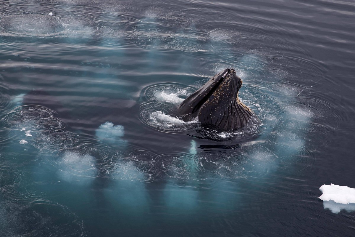 Buckelwale Megaptera novaeangliae beim Füttern mit Blasennetzen in der Wilhelmina Bay, Antarktis, Antarktika *** Humpback whales Megaptera novaeangliae at feed with bubble nets in the Wilhelmina bay,  ...