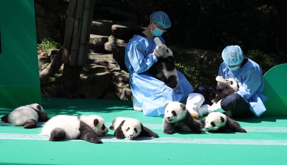 (180928) -- CHENGDU, Sept. 28, 2018 -- Photo taken on Sept. 28, 2018 shows giant panda cubs at Chengdu Research Base of Giant Panda Breeding in Chengdu, capital of southwest China s Sichuan Province.  ...