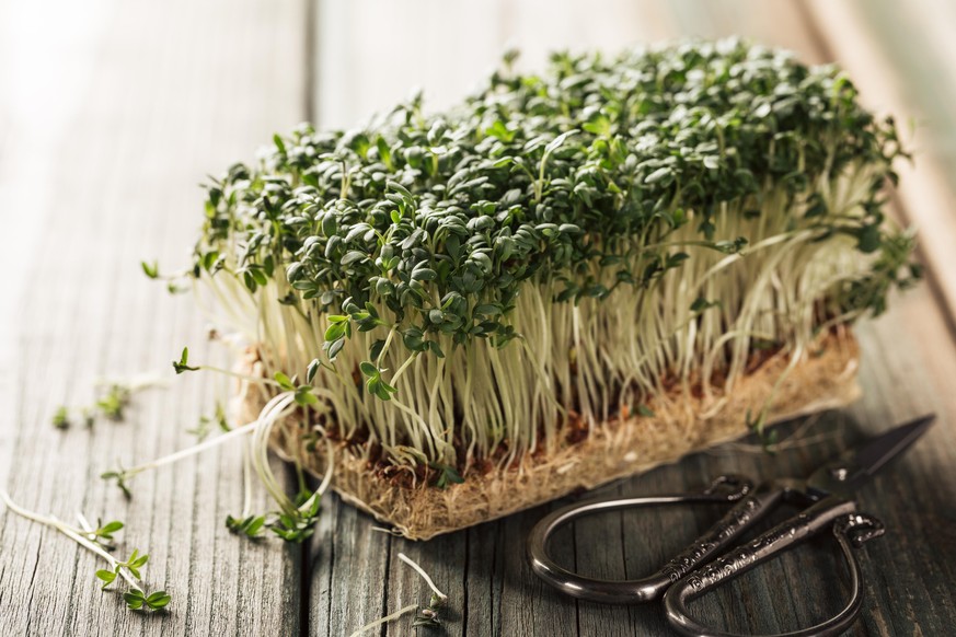 Garden cress, young plants on old wooden table. Lepidium sativum, edible herb. Microgreen. Peppery flavor and aroma. Also called mustard and cress, garden pepper cress, pepperwort or pepper grass.