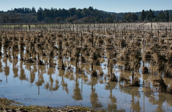 HEALDSBURG, CA - JANUARY 13: Hay used for erosion control covers a flooded Russian River Valley vineyard following a series of heavy storms as viewed on January 13, 2017, near Healdsburg, California.  ...