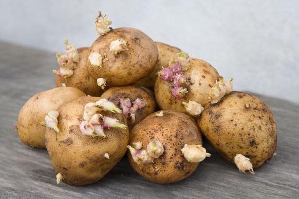 Seed potato prepared for sowing