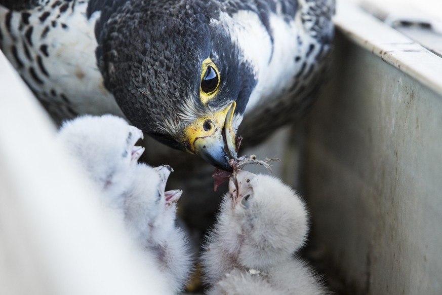 Peregrine's are likely one of the most deadly predators, but that could be forgotten when watching them feed their chicks. Delicately picking tiny morsels off of carcasses and offering them to the chi ...