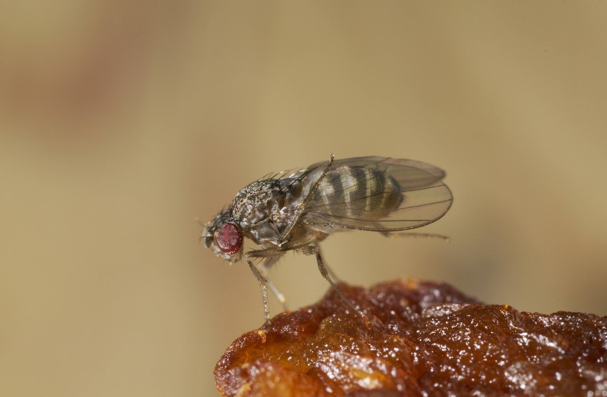 FRUIT FLY FRUIT FLY on fruit Drosophila sp., Credit:Stephen Dalton / Avalon PUBLICATIONxNOTxINxUKxFRAxUSA Copyright: xStephenxDaltonx/xAvalonx 0514709893