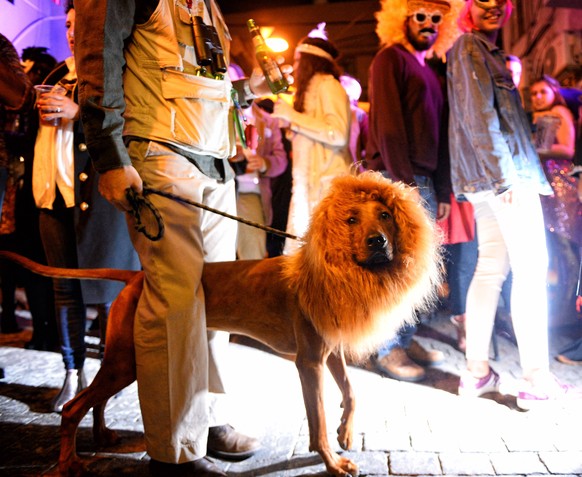 TEL AVIV, ISRAEL - MARCH 1, 2018: A dog seen during celebrations of the Jewish holiday of Purim. The holiday commemorates the time when the Jewish people were saved from extermination under Artaxerxes ...