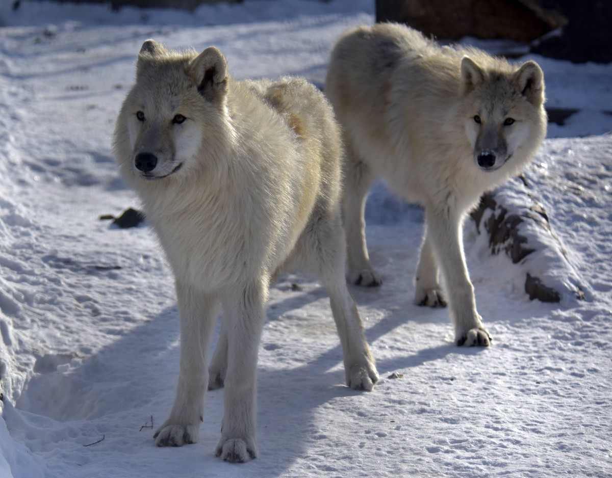 Winter in Podilskyi Zoo in Vinnytsia Arctic wolves are being seen in the enclosure of the Podilskyi Zoo in Vinnytsia, Ukraine, on January 16, 2024. Vinnytsia Ukraine PUBLICATIONxNOTxINxFRA Copyright:  ...