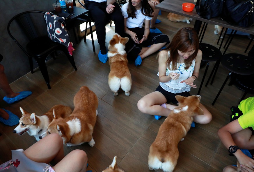 Corgi dogs play with customers at Corgi in the Garden cafe in Bangkok, Thailand, March 15, 2019. Picture taken March 15, 2019. REUTERS/Soe Zeya Tun
