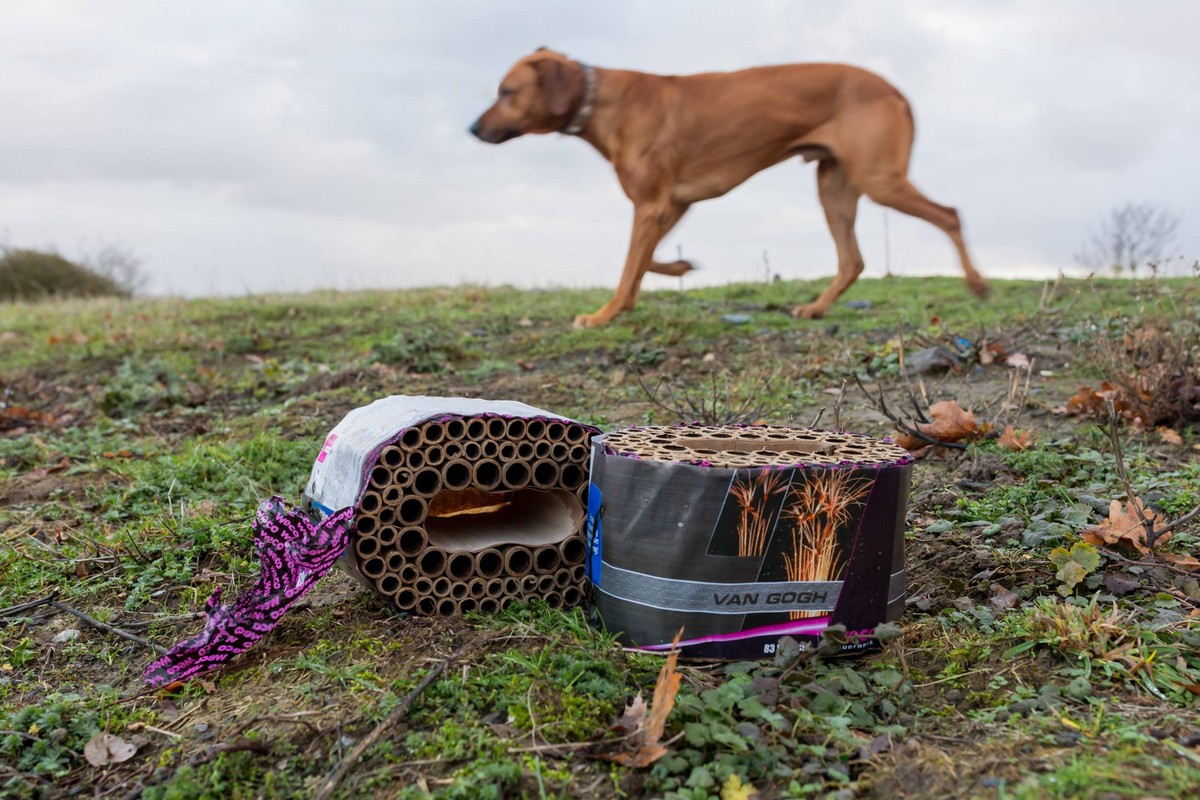 01.01.2019, Nordrhein-Westfalen, Deutschland, GER - Neujahrsspaziergang mit einem Hund vorbei an