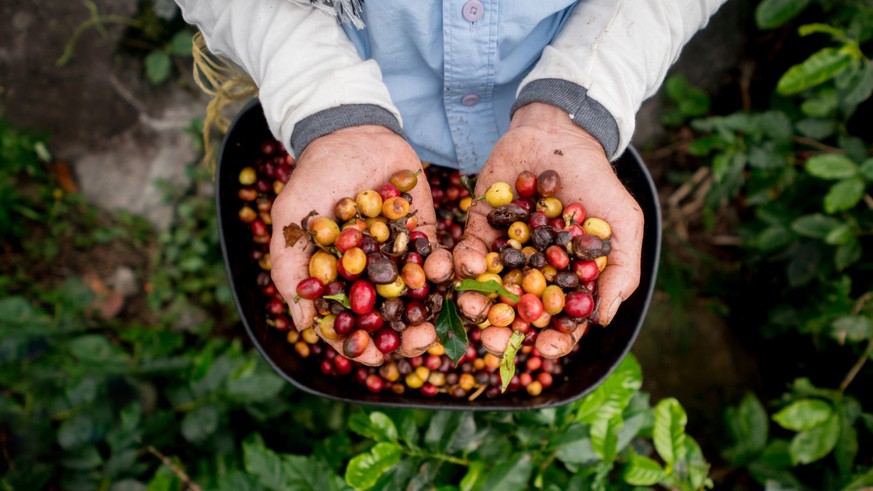 Collecting raw coffee beans at a Colombian farm - harvesting concepts