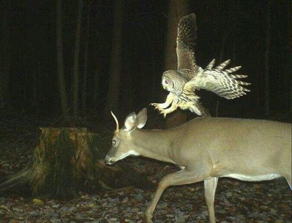 Eule kurz vor Kontakt
Vögel-Arten jagen nicht nur Insekten