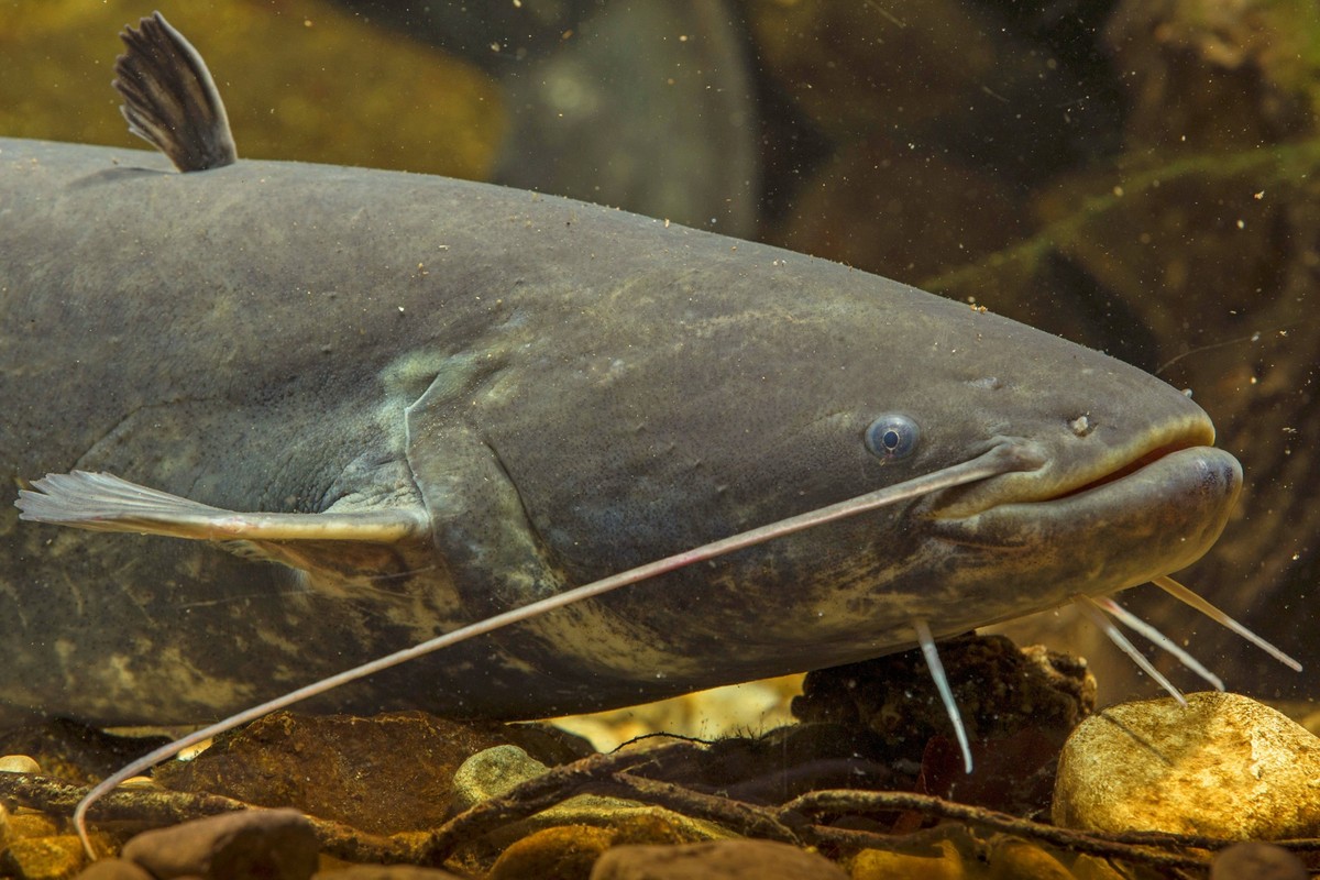 Bildnummer: 59206296 Datum: 12.02.2013 Copyright: imago/blickwinkel
Europaeischer Wels, Flusswels, Wels, Waller, Schaiden (Silurus glanis), Seitenansicht, Deutschland European catfish, wels, sheatfish ...
