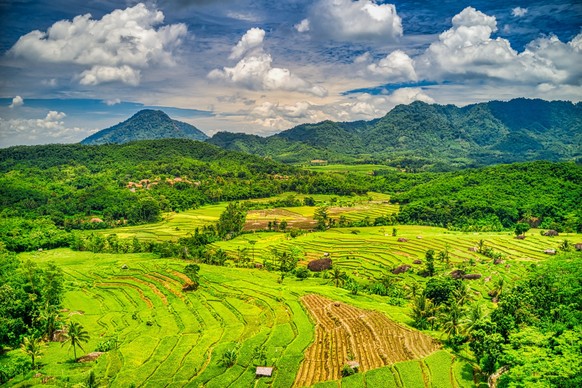 Die saftig-grünen Reisfelder in Indonesien sind eine wahre Wohltat für die Augen.