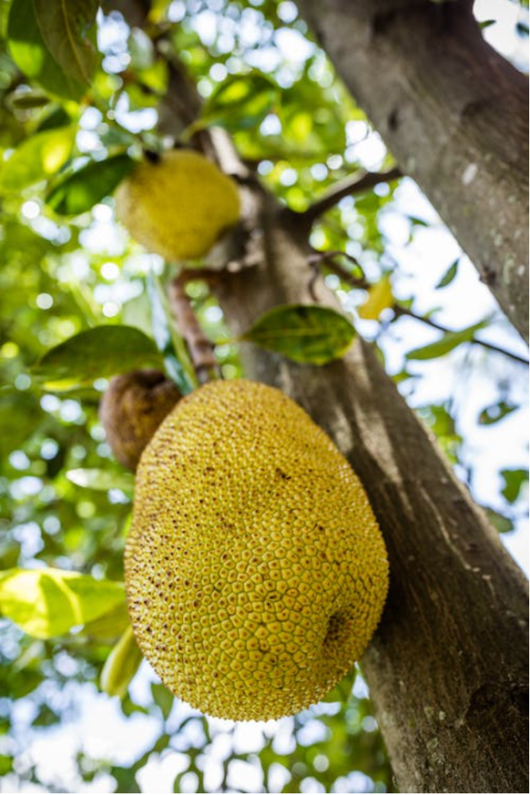 Gelb und stachelig – so sieht die Jackfruit aus, wenn sie am Baum hängt.