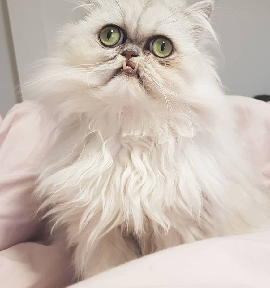 Und hier ist die am irrsten aussehende Katze von Instagram