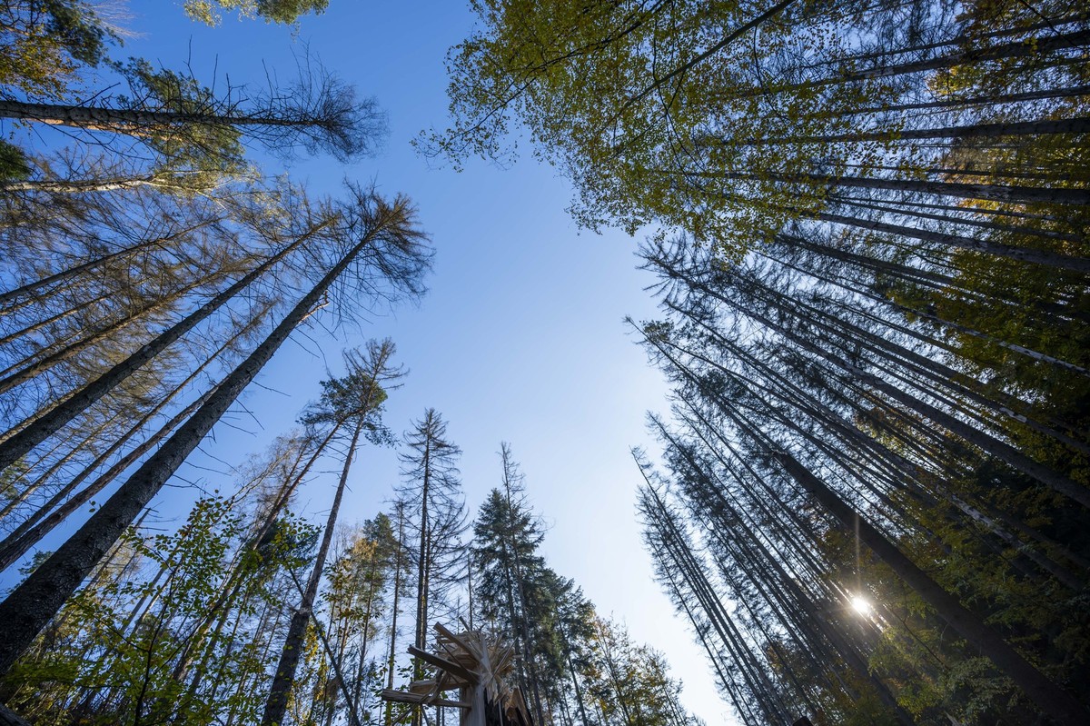 ARCHIV - 28.10.2021, Sachsen, Sebnitz: Die Bäume eines Mischwaldes sind im Nationalpark Sächsische Schweiz zu sehen. (zu dpa: «Hohe Waldbrandgefahr in Sachsen - Entspannung aber in Sicht») Foto: Matth ...