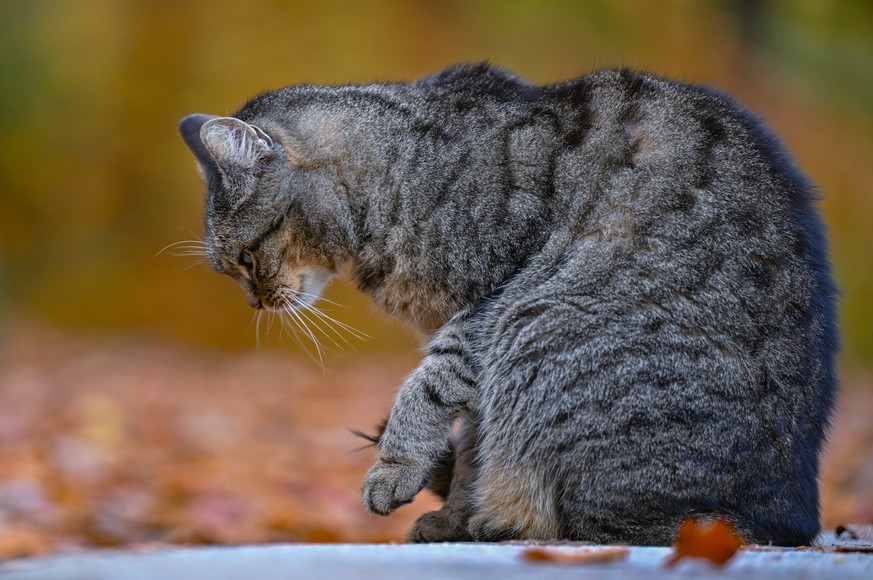 07.11.2023, Sachsen, Kromlau: Eine Katze ist im herbstlichen Azaleen- und Rhododendren-Park in Kromlau im Landkreis G
