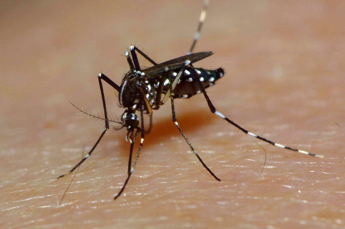 Asiatische Tigermuecke, Tropische Tigermuecke, Dengue-Muecke, Denguemuecke, Zika-Muecke, Zikamuecke (Stegomyia albopicta, Aedes albopictus, Cryptus albopictus, Culex albopictus), stechend, auf menschl ...