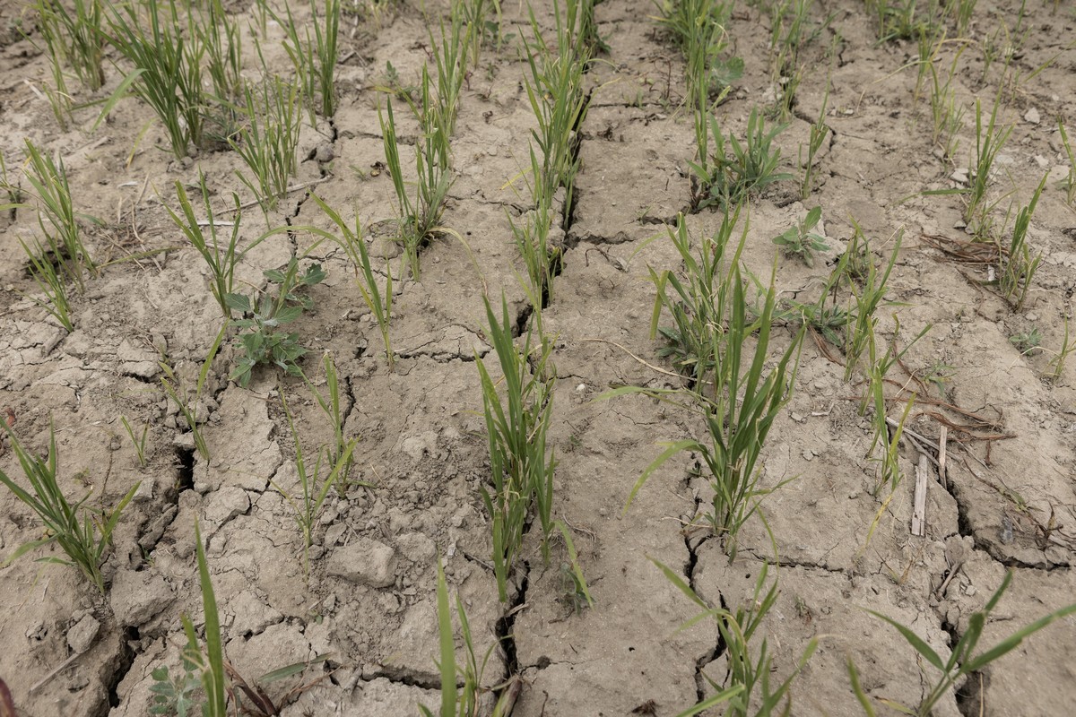 PIEDMONT, ITALY - JUNE 23: A rice crop suffering from lack of water in the countryside of Casale Monferrato, in the Province of Alessandria, Piedmont, on June 23, 2022. Rice needs to grow in immersion ...