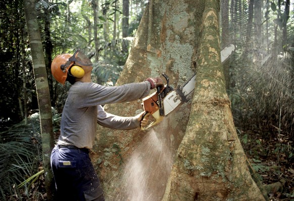 ARCHIV - 02.02.2011, Brasilien, Manaus: Ein Holzf�ller f�llt mit einer Kettens�ge im Regenwald des Amazonas einen Baum. Im brasilianischen Amazonasgebiet sind allein im M�rz 2023 356 Quadratkilometer  ...