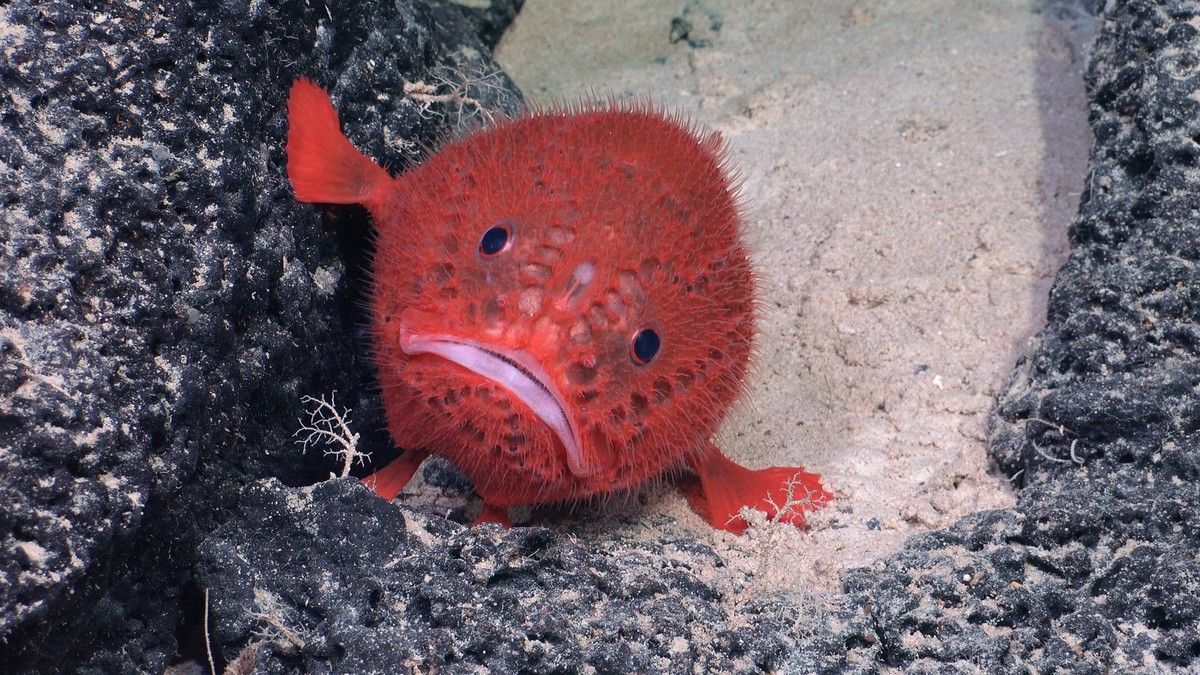 HANDOUT - 25.08.2024, ---: Eine Seekr�te (Chaunacops) geh�rt zu den Arten, die w�hrend einer Tiefsee-Expedition an einem Unterwasser-Gebirgsr�cken vor der K�ste Chiles entdeckt wurden. 
(zu dpa &quot; ...