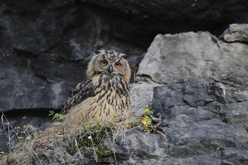 Eagle Owl / Uhu ( Bubo bubo ), juvenile bird, sitting in the slope of an old quarry, watching attentively, looks funny, wildlife, Europe.