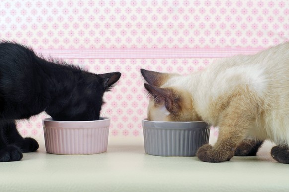 Katze Futter Fressen