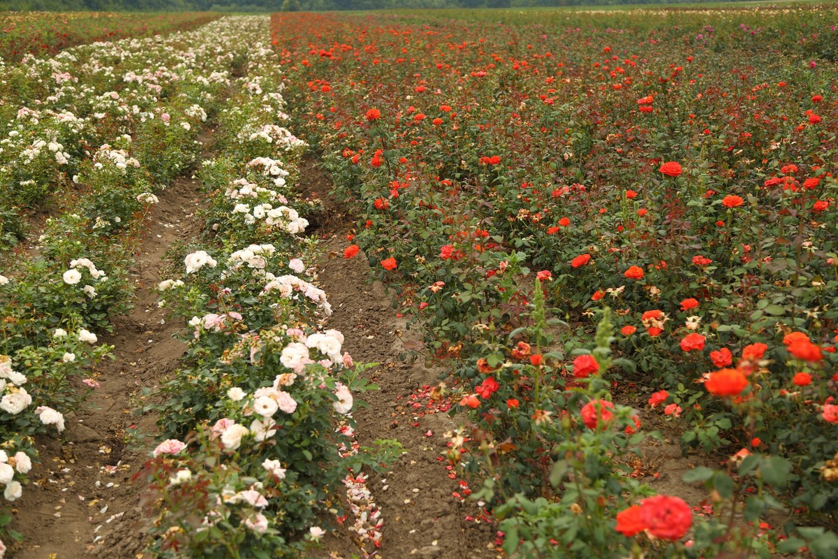 Rose plantation. Growing roses for seedlings. Rose farm.