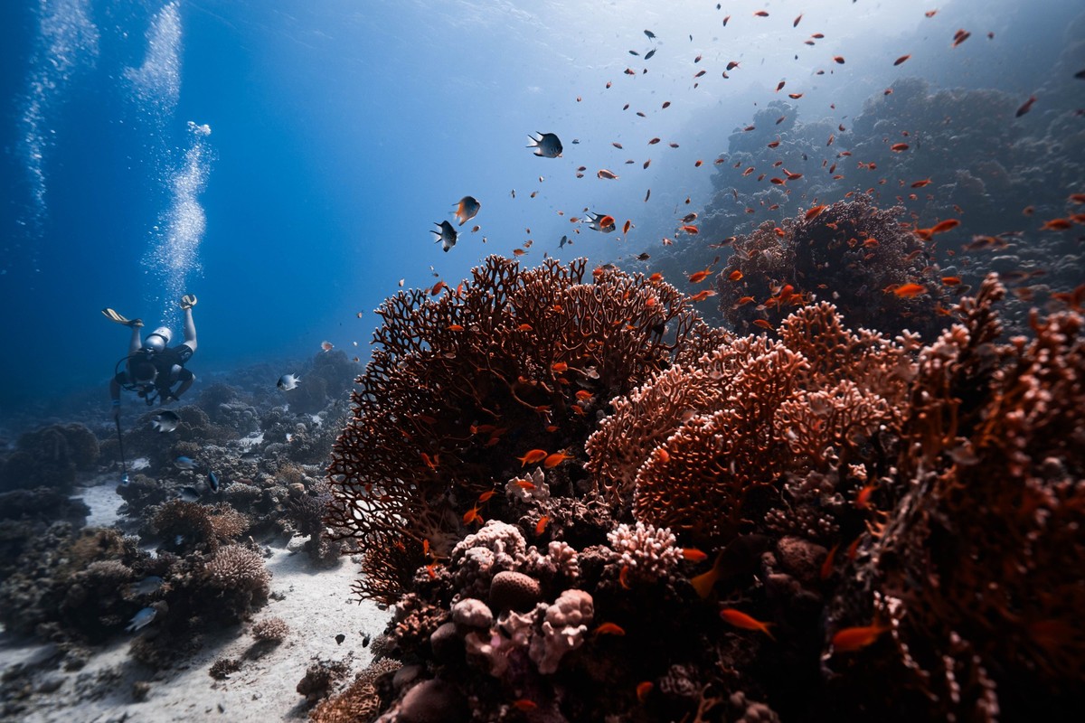 A scuba diver exploring the vibrant coral reefs below the surface of the turquoise sea waters Model Released Property Released xkwx abundant adventure beauty captivating coral depths discover diver eg ...