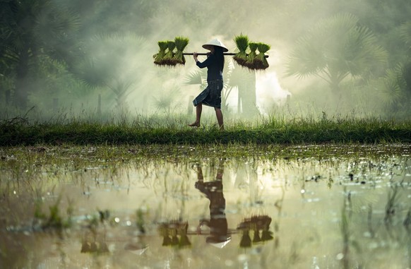 Im Nassanbau ist der Reisanbau wasserintensiv und so vergleichsweise klimaschädlich.
