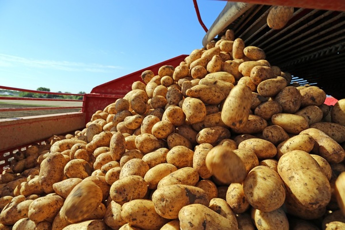 Agricultural potato harvest