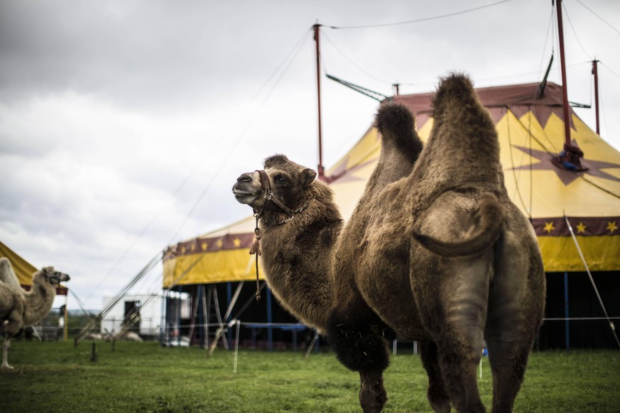 Schmuckbild / Solobild : Kamele Circus Barus, Hofheim, Hofheim, Bild x von 11 Hofheim, (für LOK), 31.08.2017 Schmuckbild / Solobild : Kamele Circus Barus, Hofheim, im Bild: Kamele / Kamel vor dem Circ ...