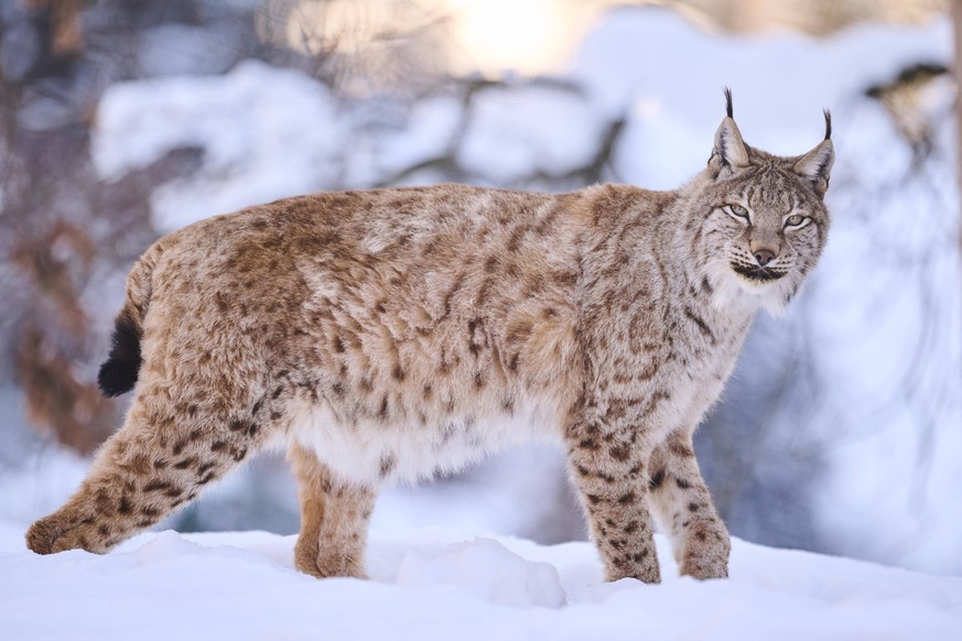Europäischer Luchs Lynx lynx stehend im Schnee, Wildpark Aurach, Kitzbühl, Tirol, Österreich, Europa *** European Lynx Lynx Lynx standing at Snow, Game Park Aurach, Kitzbühl, Tyrol, Austria, Europe Co ...