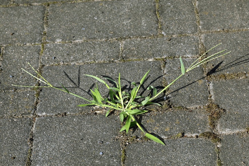 Blutrote Fingerhirse, Blut-Fingerhirse, Blutfingerhirse Digitaria sanguinalis, auf einem Buergersteig, Deutschland hairy finger-grass, large crabgrass Digitaria sanguinalis, on a pavement, Germany BLW ...