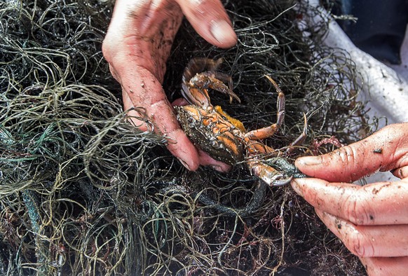 Meeresbiologin Gabriele Dederer pult einen Krebs aus einem von Tauchern gesicherten Geisternetz und wirft ihn zurück in die Ostsee. Jedes Jahr landen tausende Fischernetze in Nord- und Ostsee. Der WWF ...