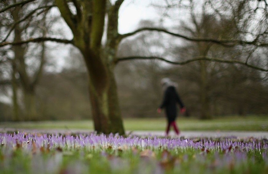 KEW, ENGLAND - MARCH 01: A woman walks past Crocuses at Kew Gardens on March 1, 2013 in Kew, England. Today marks the first day of Spring, though the Met Office have said that temperatures are likely  ...