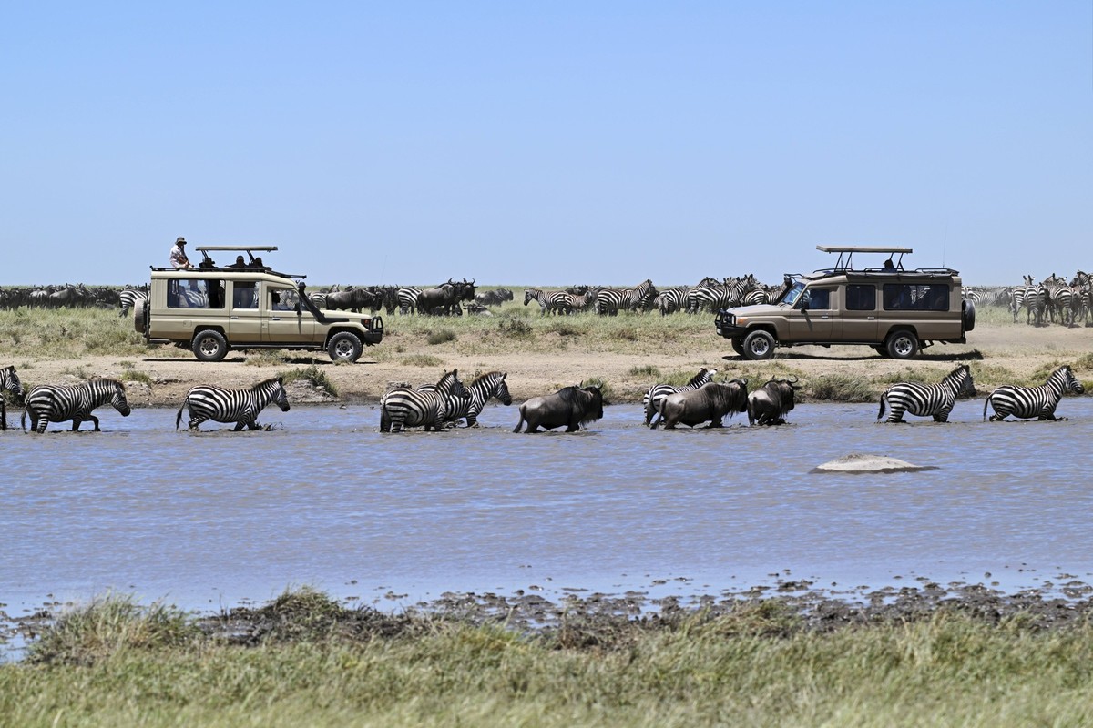 Tourists watching migration of zebras Equus burchelli and blue wildebeests Connochaetes taurinus from jeep safari, Serengeti National Park, Tanzania, Africa *** tourists Watching Migration of Zebras E ...