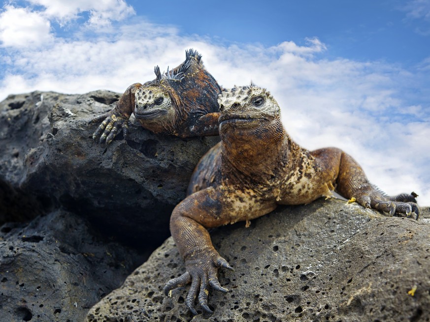 Portrait of two Marine Iguanas on Galapagos