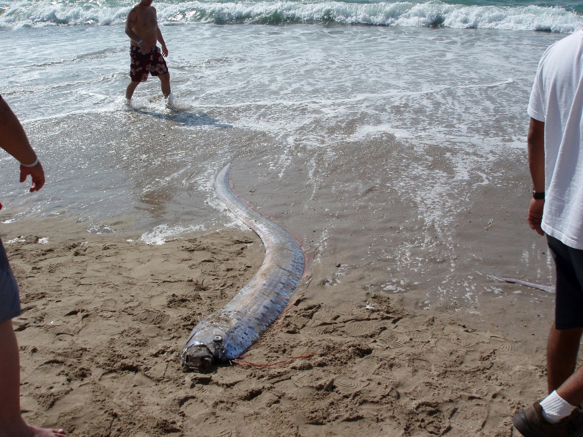 People look at Dead Oarfish Sea Serpent that washed ashore on, MEXICO - JANUARY 11: People look at Dead Oarfish Sea Serpent that washed ashore on a beach in Mexico. Oarfish dive more than 3,000 feet d ...