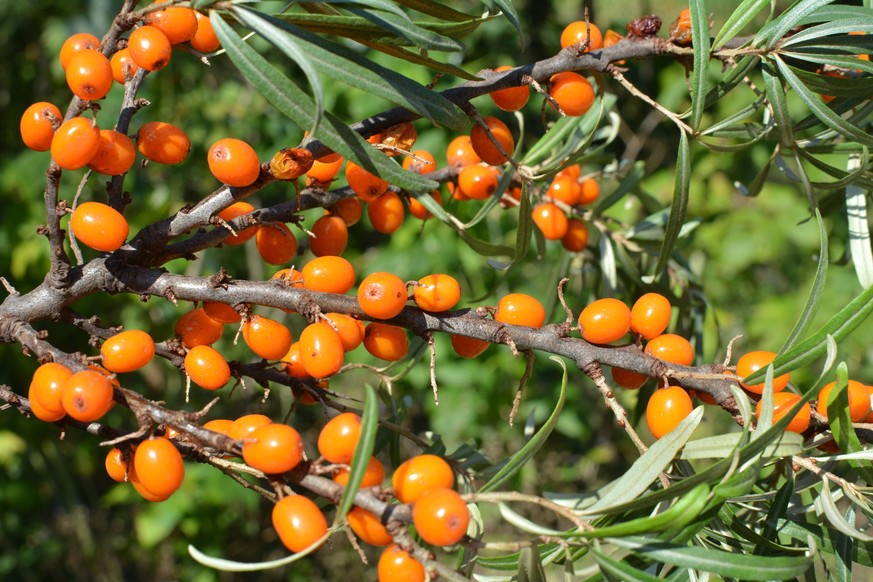 Branch of sea buckthorn (hippophae rhamnoides) with ripe orange berries