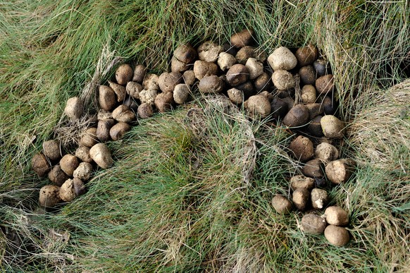 &quot;Wombat Dung, Cradle Mountain Lake St Clair National Park,Tasmania, Australia,&quot;