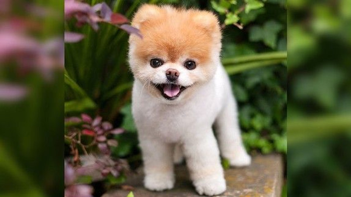 Instagram: Boo, der süßeste Hund Welt, ist tot
