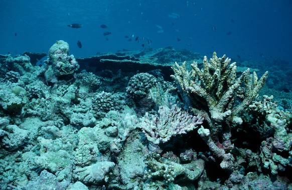 Korallenbleiche, Korallensterben, Malediven, Indischer Ozean, Asien