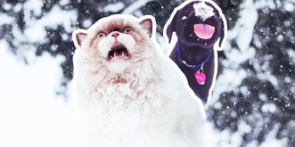 Es wintert! Hier sind 13 Tiere, die zum ersten Mal Schnee sehen