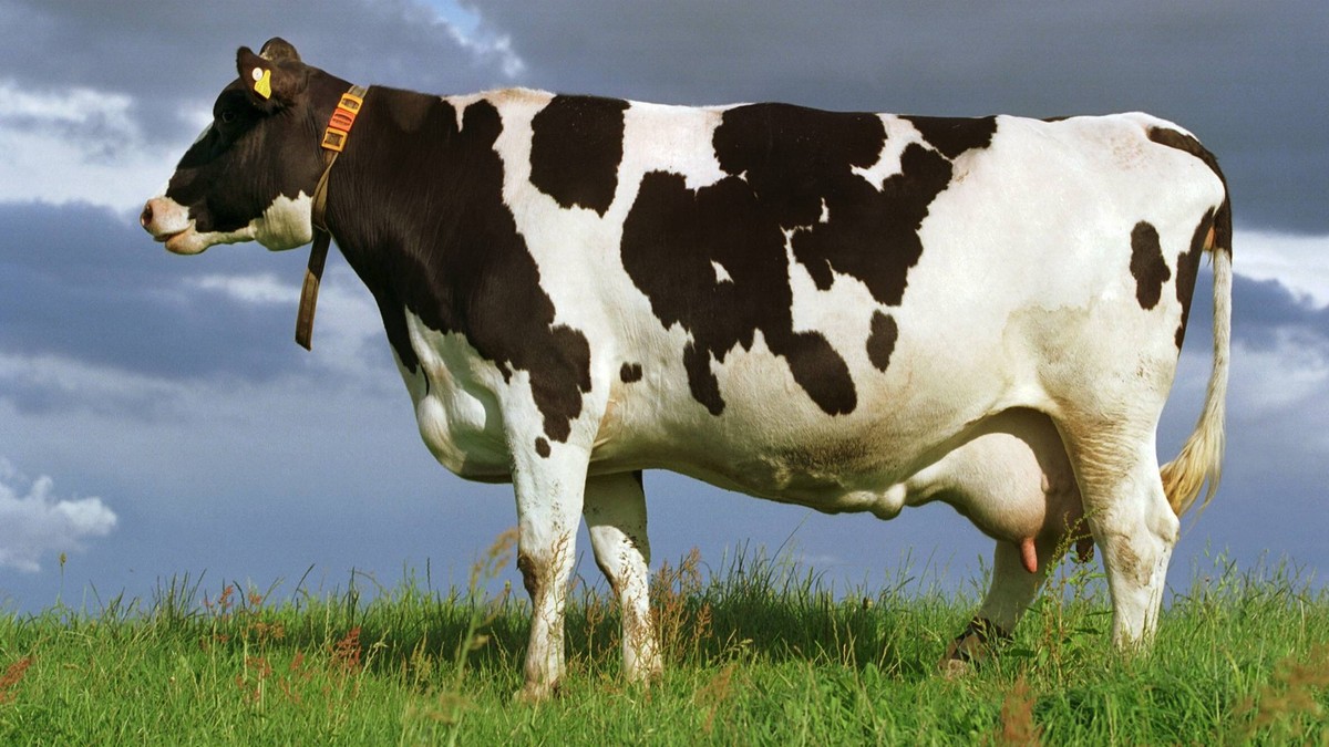 30.07.2004, Prangendorf, Mecklenburg-Vorpommern, DEU - Eine Kuh auf der Weide. Kuh, Kuehe, Rind, Rinder, Weide, Wiese, gefleckt, schwarz, weiss, Milchkuh, Freilandhaltung, Natur, Oekologie, oekologisc ...