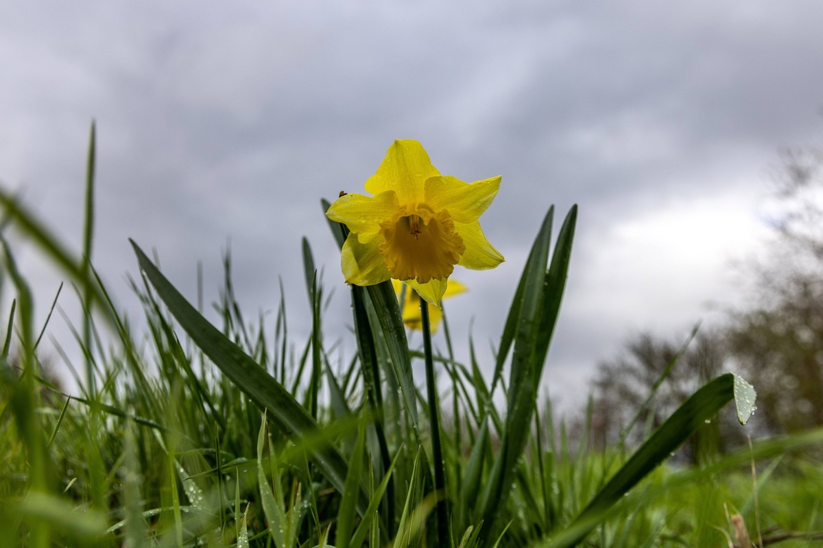 Regnerisches Aprilwetter Bei wiederholten Regenfällen sind dunkle Wolken am Himmel über den Feldern zwischen Oberursel und Frankfurt am Main zu sehen mit blühenden Osterglocken., Oberursel Hessen Deut ...