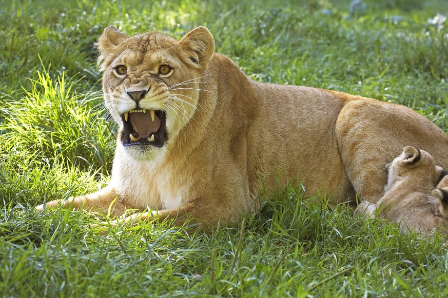 AFRIKANISCHER LÖWE panthera leo, WEIBLICHES WACHSEN MIT BABY *** African Leo Panthera Leo , Female grow with Baby Copyright: imageBROKER/G.xLacz ibllag08245388.jpg Bitte beachten Sie die gesetzlichen  ...