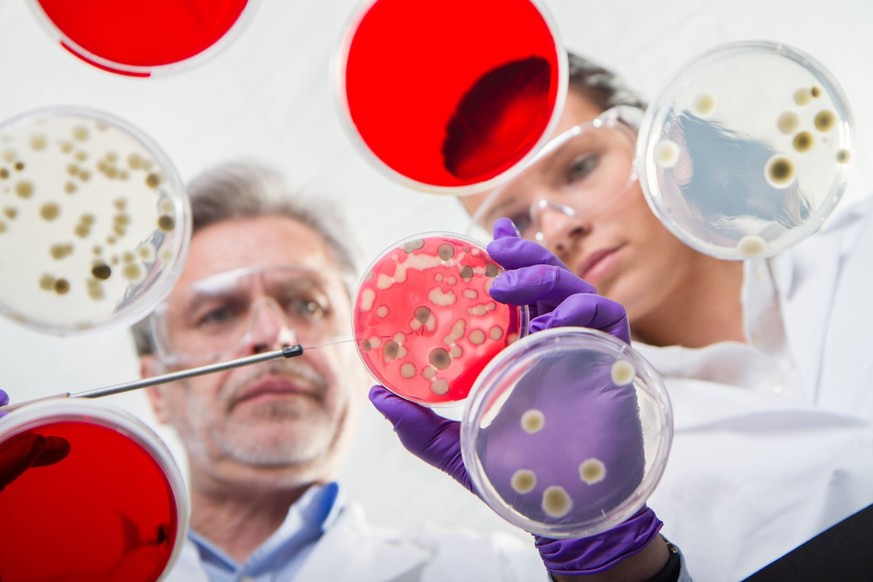 Life scientists researching in the health care laboratory. Scientists researching in laboratory, pipetting cell culture samples and serum on LB agar medium. Life science professional grafting bacteria ...