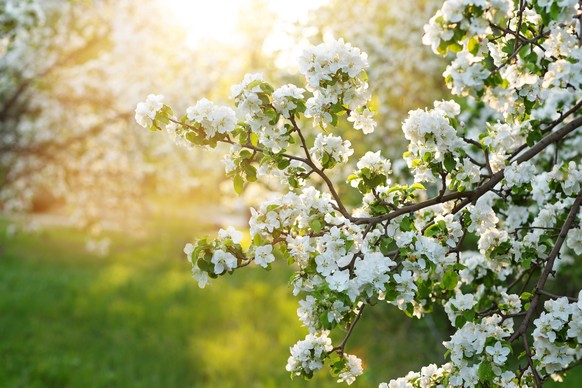 blooming apple tree at sunset
