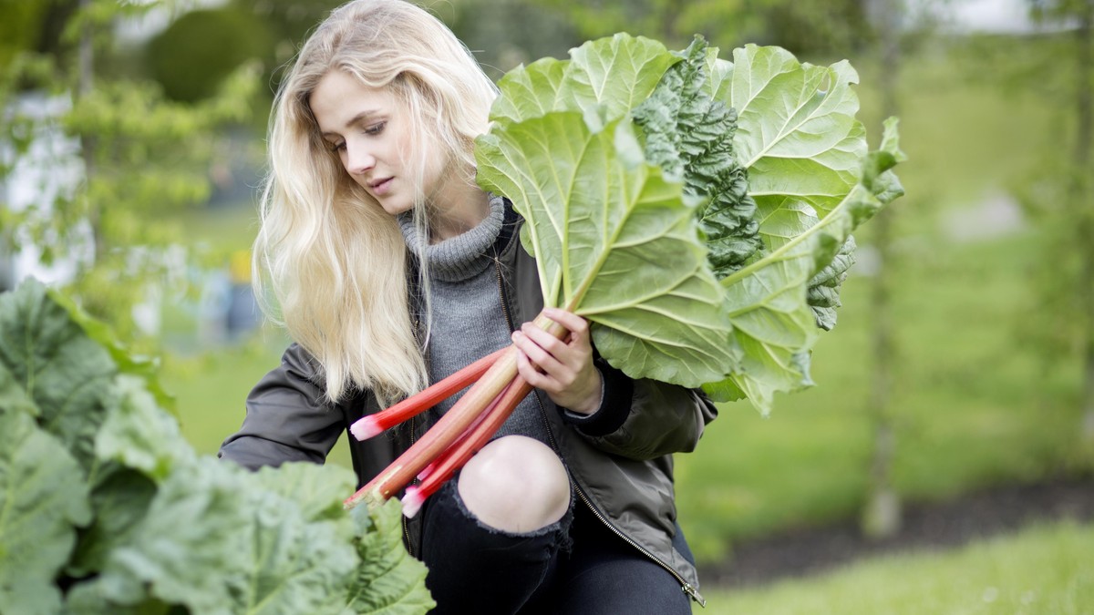 Gemeiner Rhabarber, Rhabarber (Rheum rhabarbarum), junge blonde Frau pflueckt frischen Rharbarber, Deutschland | rhubarb (Rheum rhabarbarum), young blond woman picking fresh rhubarb , Germany
