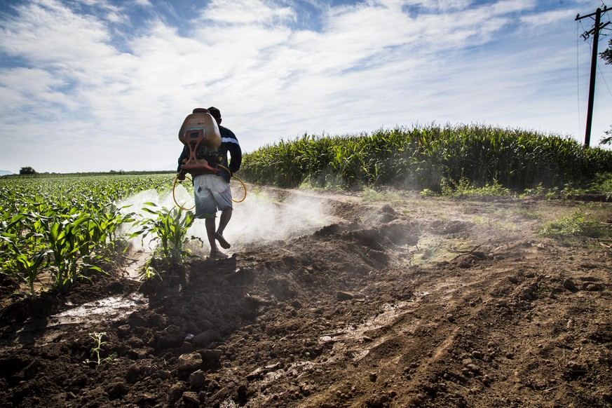 A small holder Mexican farmer hand spraying herbicide on his corn field outside the town of Walamo in the state of Sinaloa Mexico